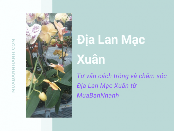 Mua Địa Lan chơi Tết trên MuaBanNhanh