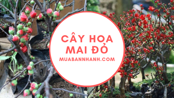 Hoa mai đỏ