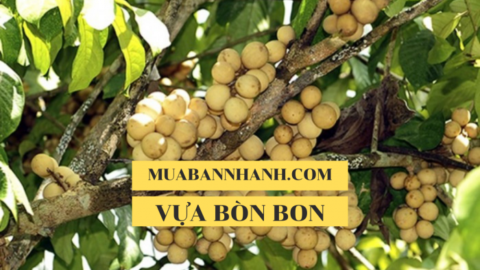 Trồng cây bòn bon làm giàu