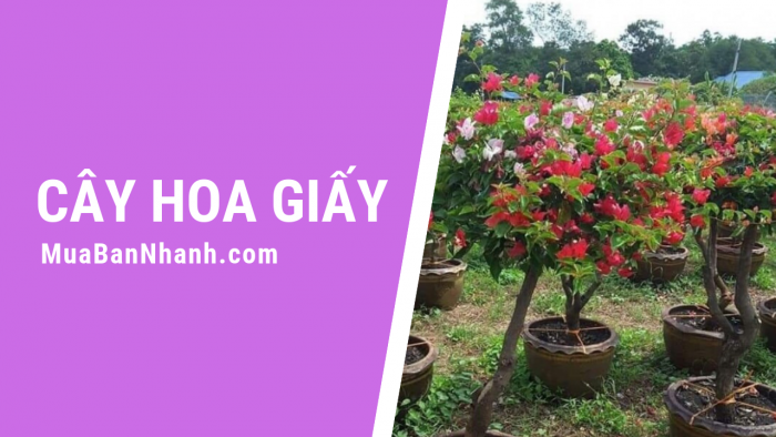 Cây hoa giấy trên MuaBanNhanh