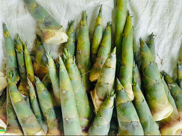 Giống măng Tứ Quý, trồng tre Tứ Quý lấy măng mang hiệu quả kinh tế cao