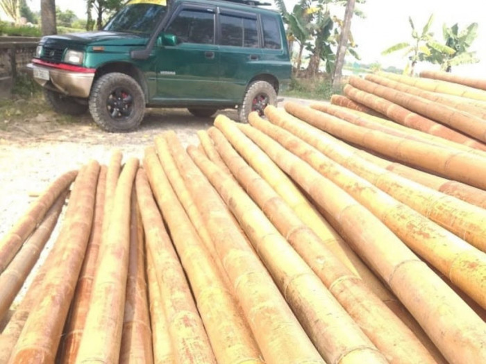 Vựa nguyên liệu tre Tầm Vông - tre Luồng từ vùng nguyên liệu tre được khai thác, đã qua xử lý và chế biến tới công trình - Ảnh: 3