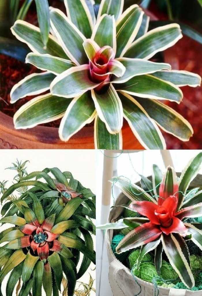 Dứa cảnh hồng tâm – Neoregelia