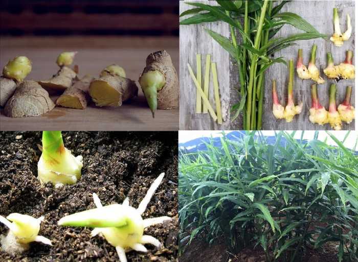 Kỹ thuật trồng c&acirc;y gừng, c&aacute;ch trồng gừng cho năng suất cao v&agrave; ứng dụng chữa b&aacute;ch bệnh