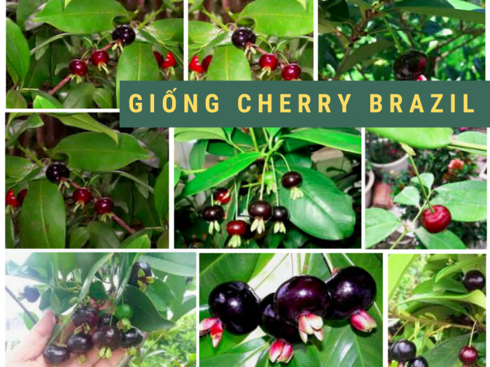 ây giống cherry brazil