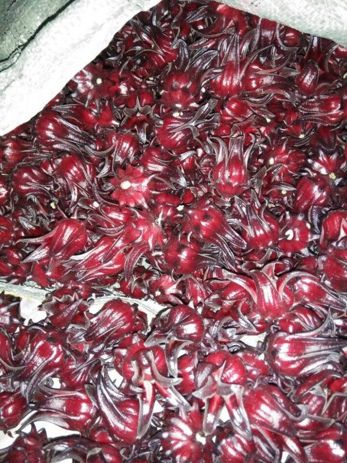 Hoa bụp giấm giá bao nhiêu - MuaBanNhanh