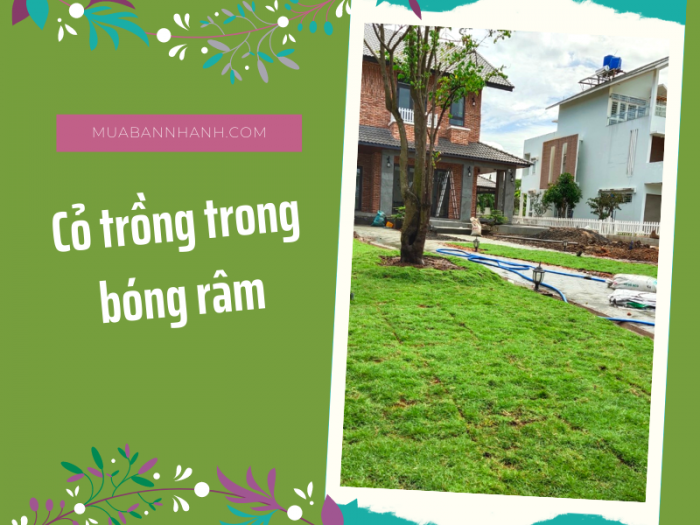 cỏ trồng trong bóng râm