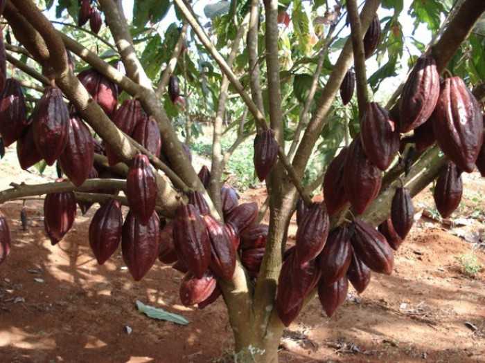 cây cacao