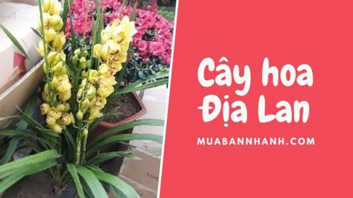 Làm giàu từ trồng địa lan