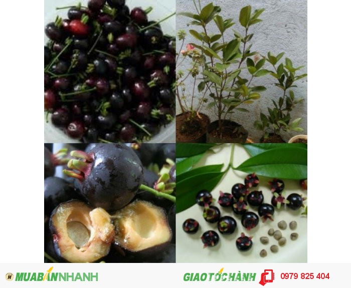 Bán cây Cherry Brazil trên MuaBanNhanh