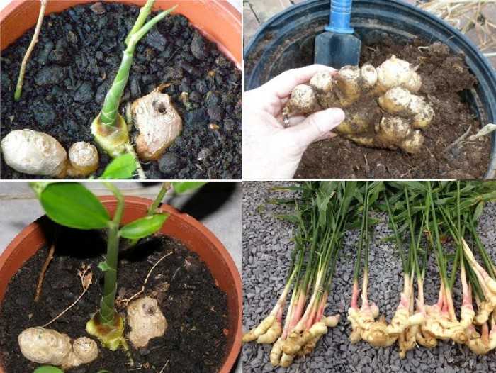 Kỹ thuật trồng c&acirc;y gừng, c&aacute;ch trồng gừng cho năng suất cao v&agrave; ứng dụng chữa b&aacute;ch bệnh