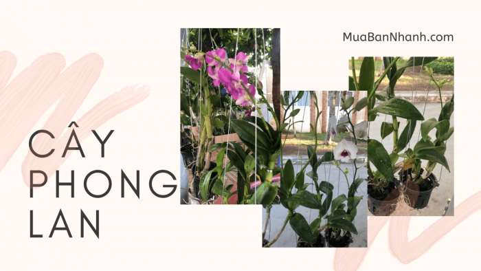 Làm giàu từ trồng hoa phong lan