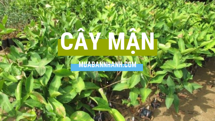 Trồng cây mận làm giàu