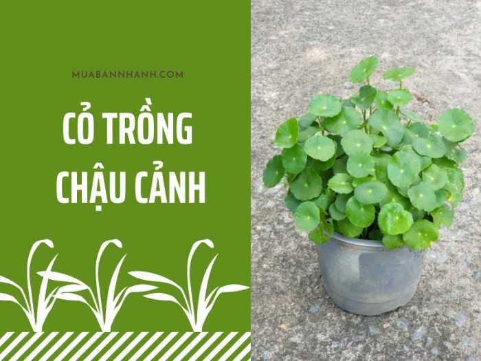 cỏ trồng chậu cảnh MuaBanNhanh