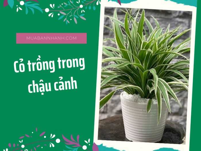 cỏ trồng trên chậu cảnh MuaBanNhanh