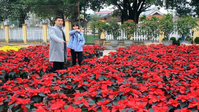 Hoa Trạng nguyên