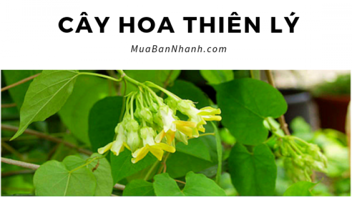 Làm giàu từ trồng hoa thiên lý