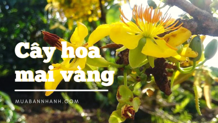 Làm giàu từ trồng hoa mai