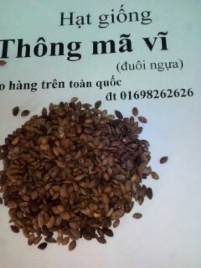 Hạt giống thông