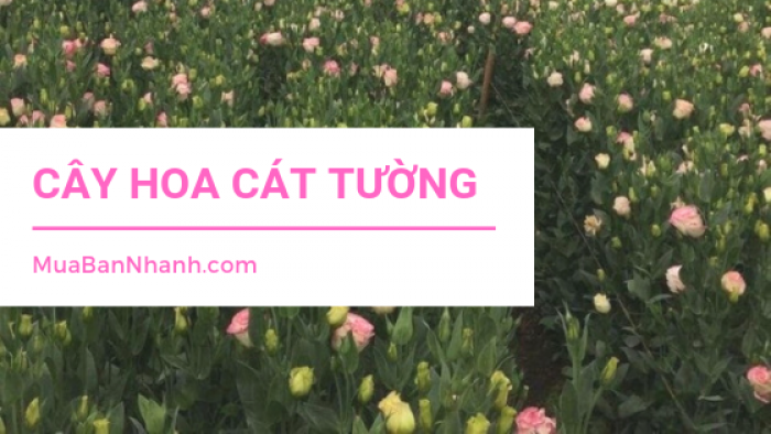 Làm giàu từ trồng hoa cát tường