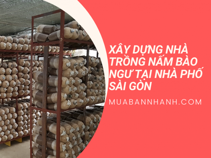 Tư vấn thiết kế nhà trồng nấm bào ngư - MuaBanNhanh