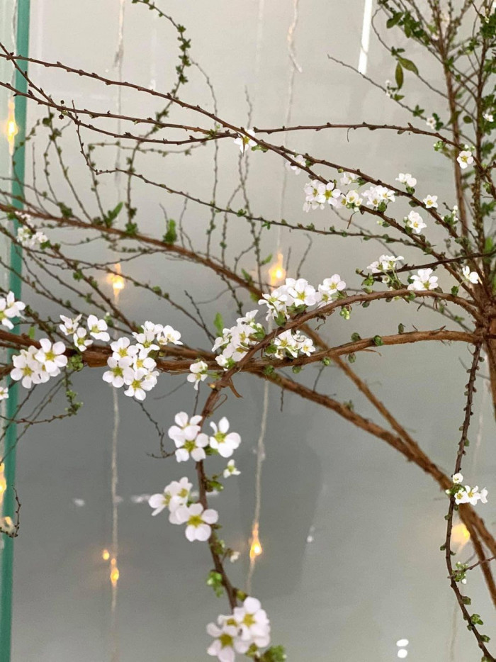 Hoa tuyết mai trắng, ý nghĩa hoa tuyết mai là gì