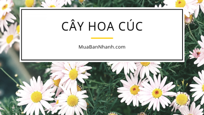 Làm giàu từ trồng hoa cúc