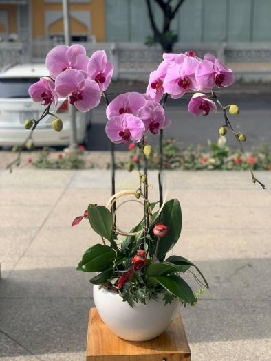 Chậu hoa lan hồ điệp 3 cành màu tím - HLNK010