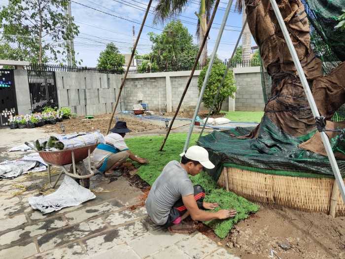 trồng cỏ sân vườn