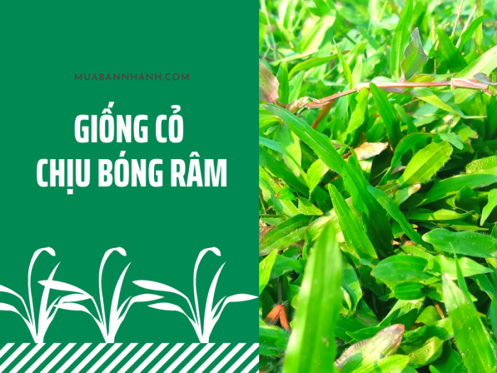 giống cỏ chịu bóng râm