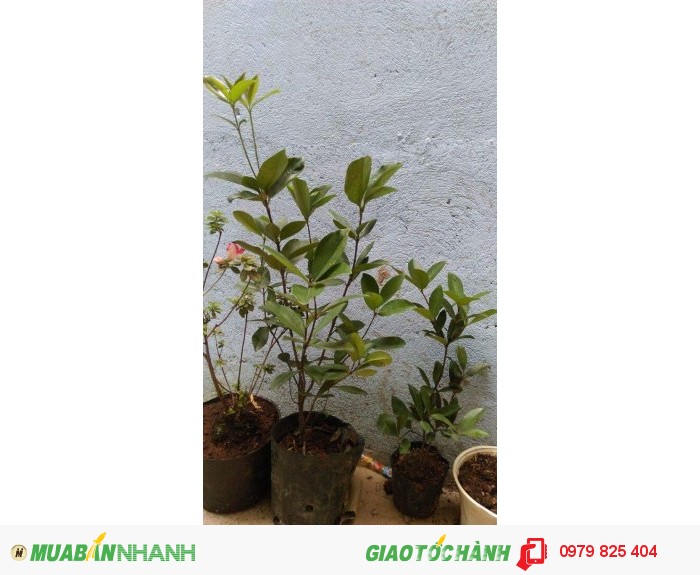 Cây giống Cherry Brazil chất lượng - MuaBanNhanh