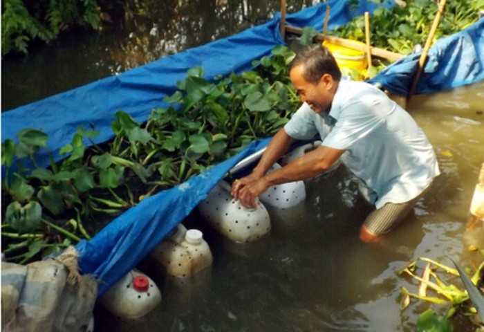 Nuôi lươn trong can nhựa