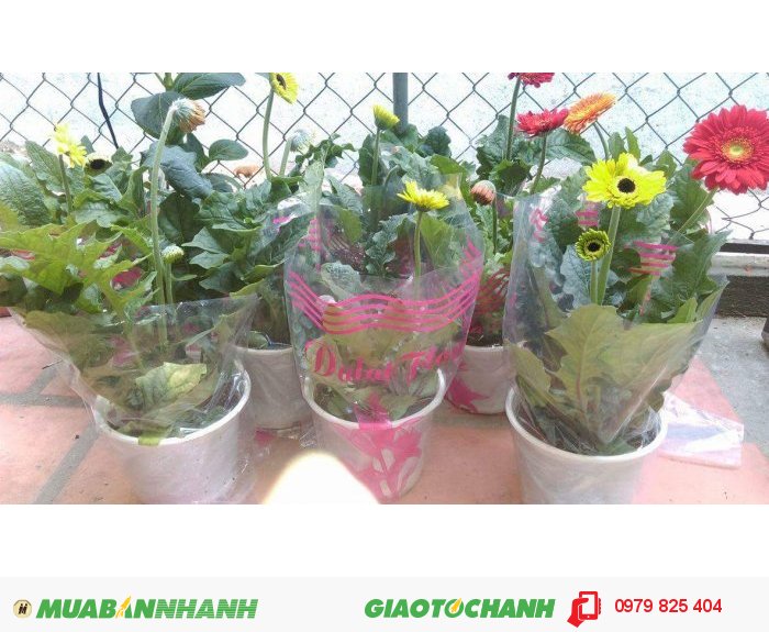 Cung cấp sỉ chậu hoa đồng tiền Đà Lạt