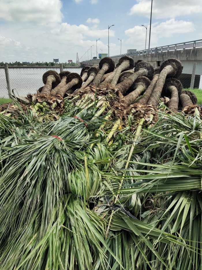 Giá cây dừa cảnh phong thủy - MuaBanNhanh