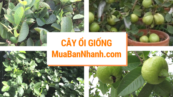 Trồng cây ổi làm giàu