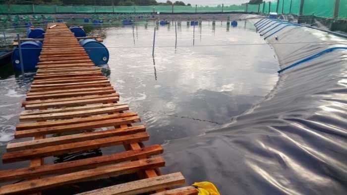 Bạt lót ao nuôi tôm 