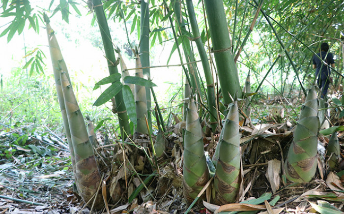 Kỹ thuật trồng và chăm sóc cây măng tre