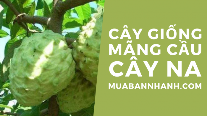 Cây mãng cầu, câu na giống trên MuaBanNhanh