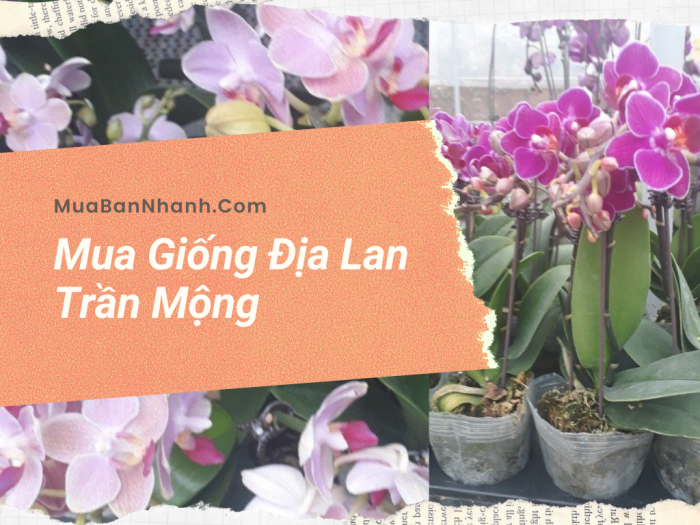 Mua Địa Lan chơi Tết trên MuaBanNhanh