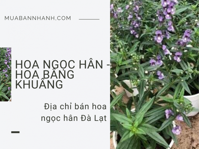 Địa chỉ bán cây hoa ngọc hân Đà Lạt trên MuaBanNhanh