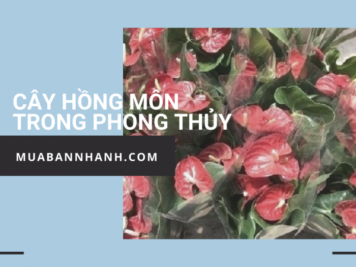 Cây hoa hồng môn - MuaBanNhanh