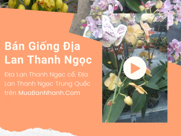 Mua Địa Lan chơi Tết trên MuaBanNhanh