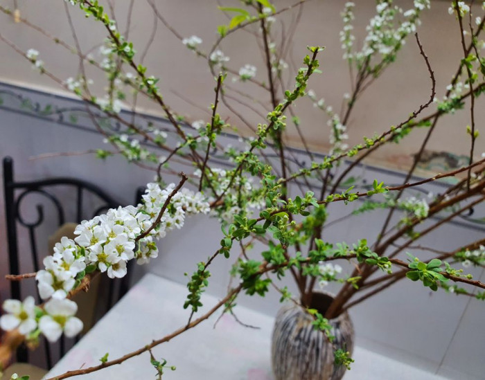 Một bình hoa tuyết mai đón mùa xuân về bình an