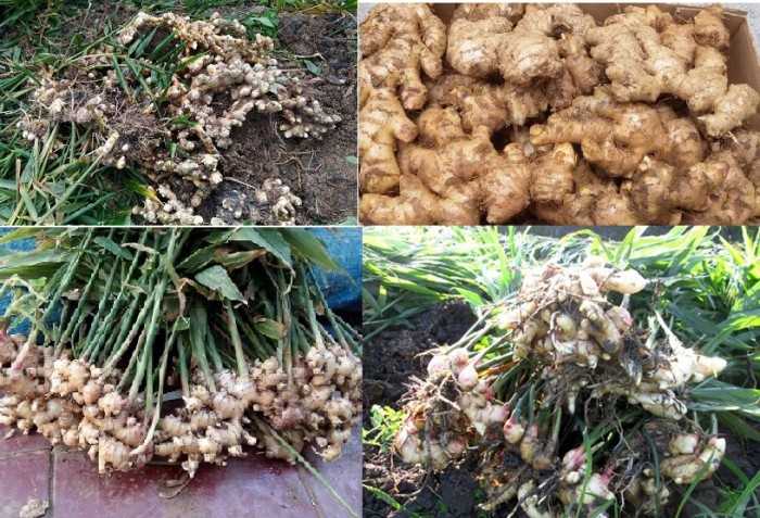Kỹ thuật trồng c&acirc;y gừng, c&aacute;ch trồng gừng cho năng suất cao v&agrave; ứng dụng chữa b&aacute;ch bệnh